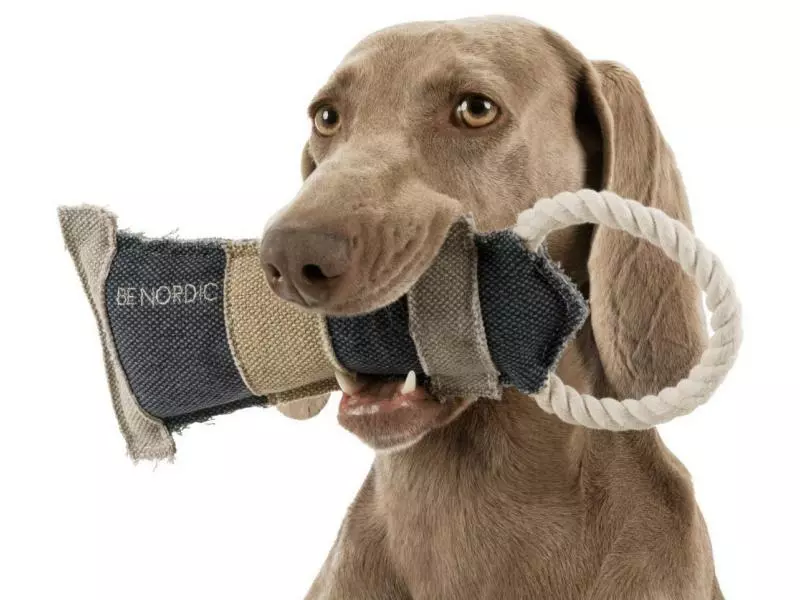 Trixie Hunde-Spielzeug BE NORDIC Leuchtturm 1 Trixie Hunde-Spielzeug BE NORDIC Leuchtturm