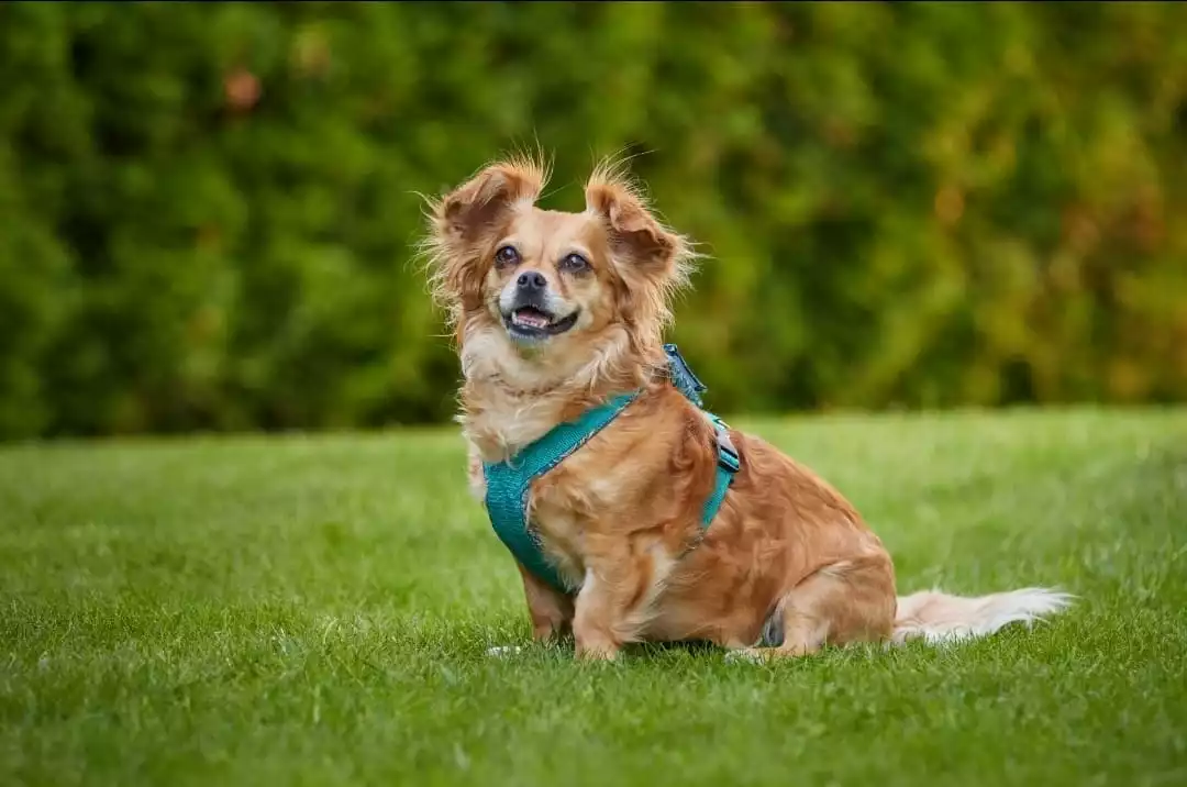 Hundewelt Verkäufe 3 Hundewelt Verkäufe -Hundewelt Verkäufe 134